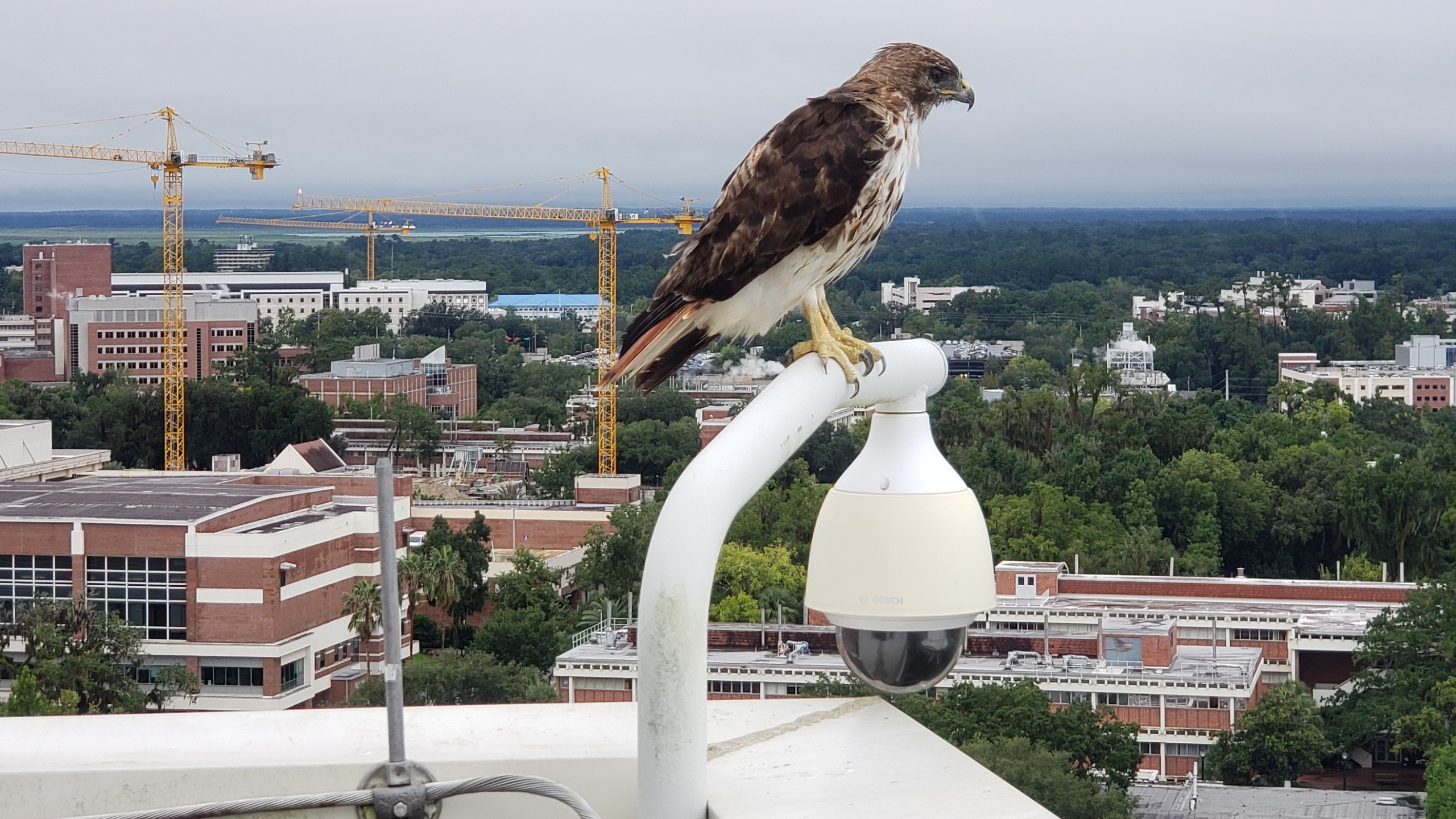 What do Red-Tailed Hawks Have in Common with Physical Security? 